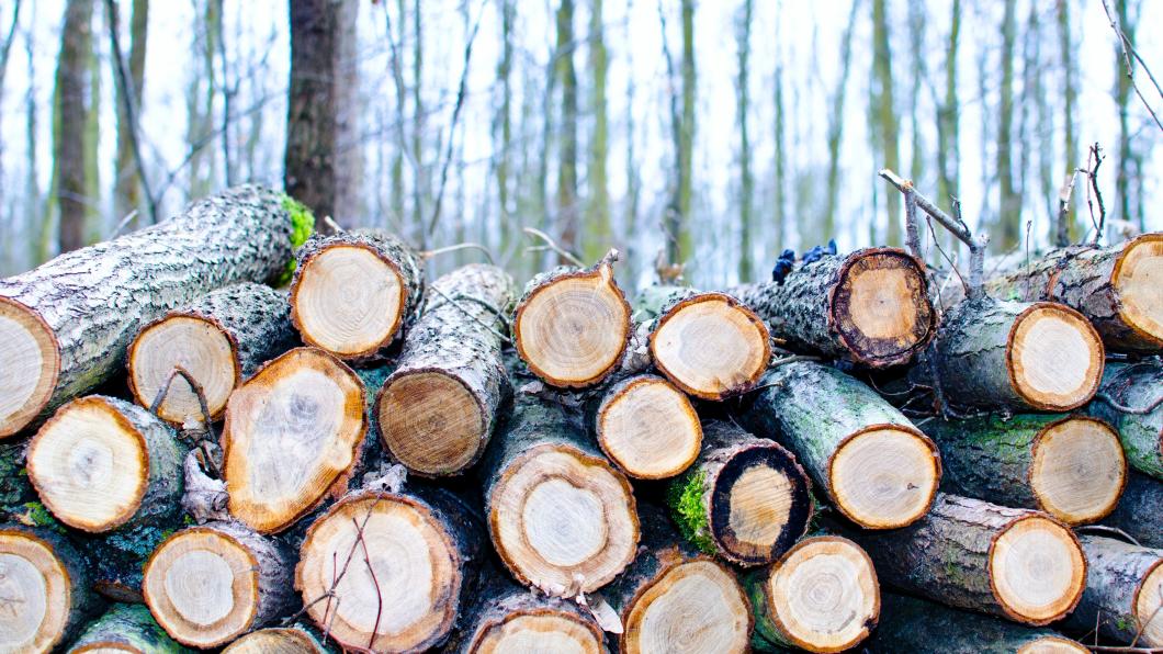 gekapte bomen