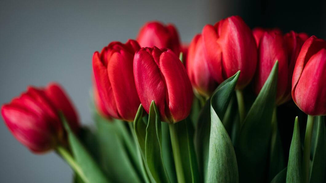 Tulpen