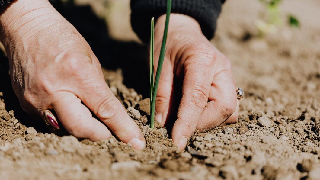 Planten