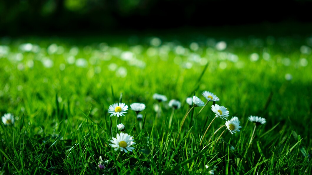 bloemen in het veld