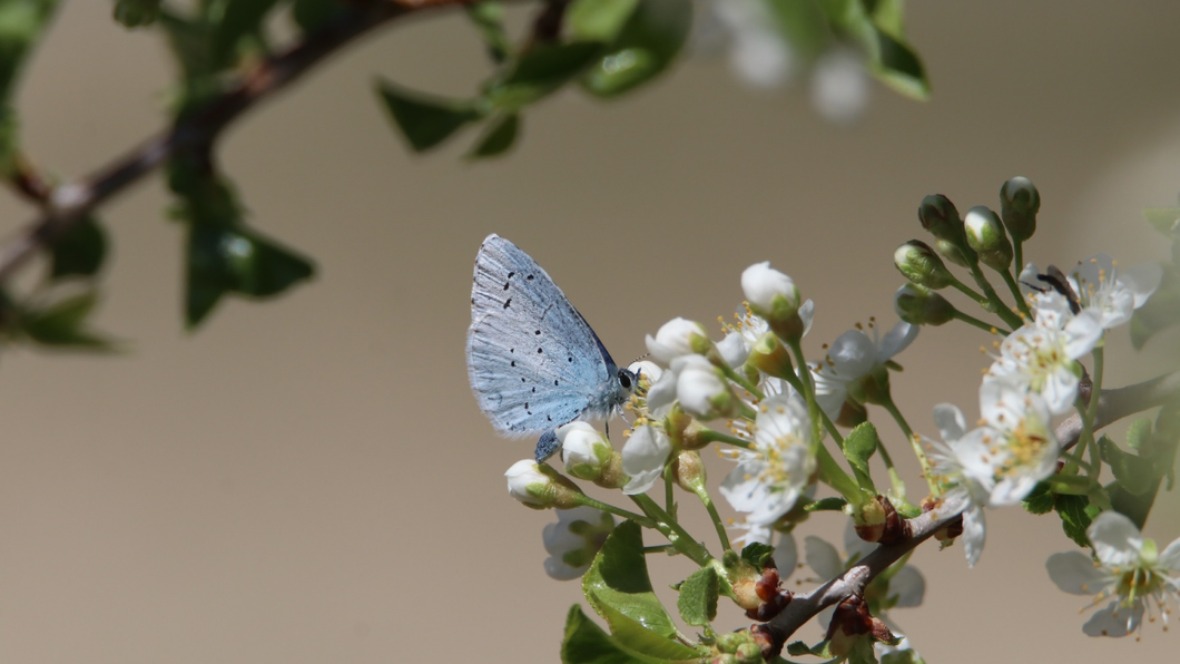 Vlinder op bloesem in boom