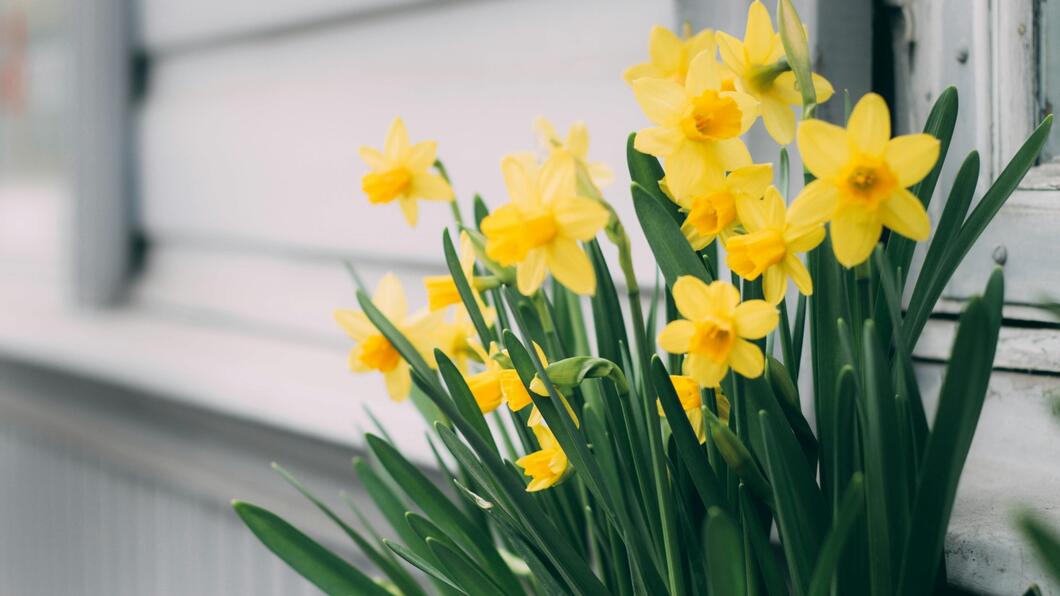 Bloemen in de tuin