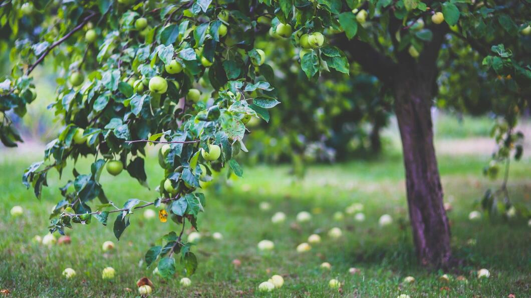 Appelboom in een grasveld