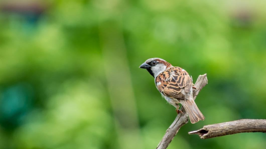 vogeltje