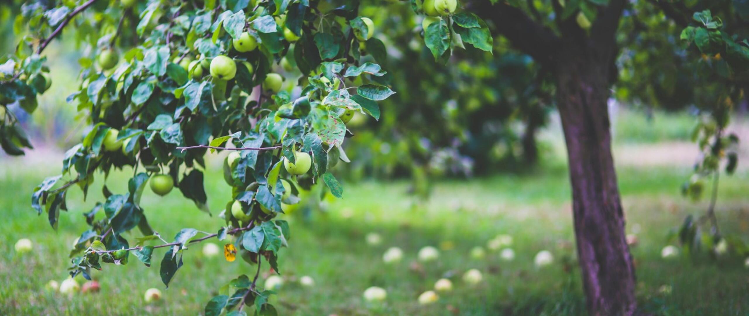 Appelboom in een grasveld