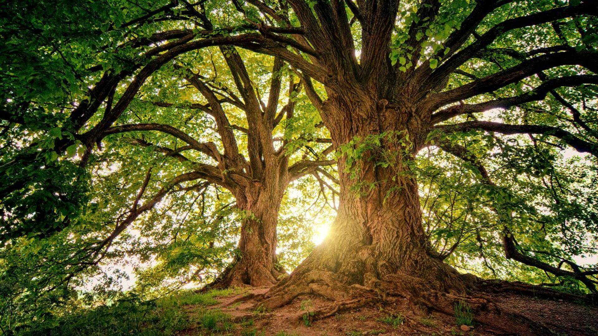 Oude bomen