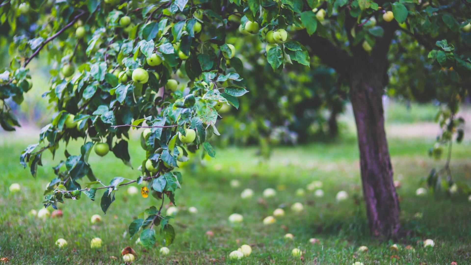 Appels onder de appelboom